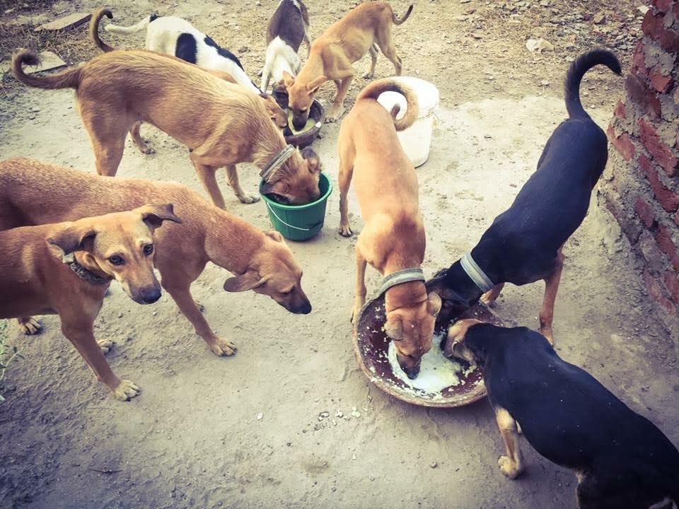 Animals at shelter