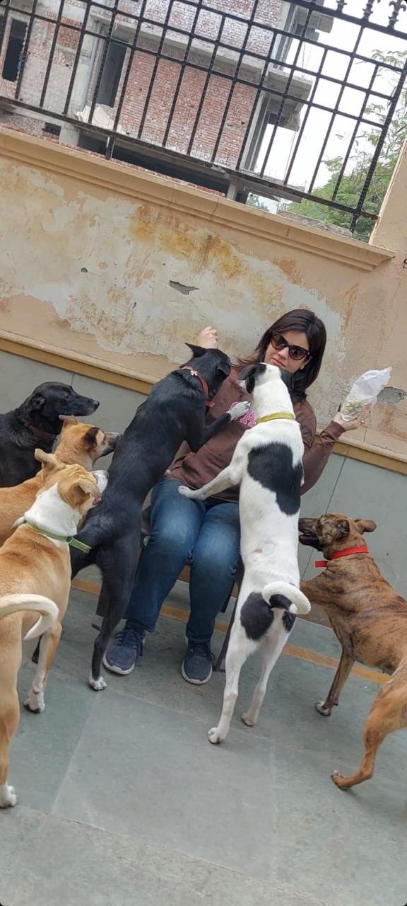 Animal adoption